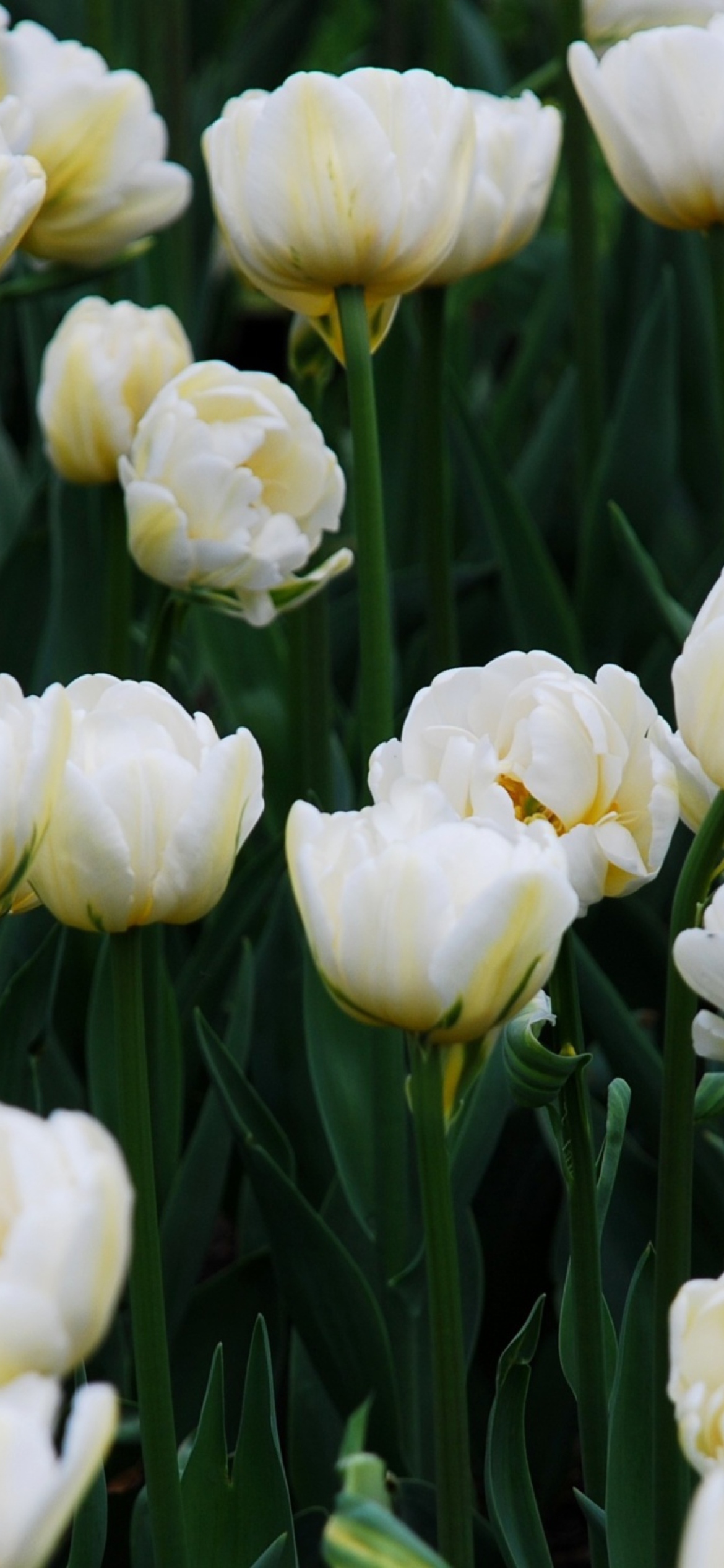 Обои Field Of White Tulips 1170x2532