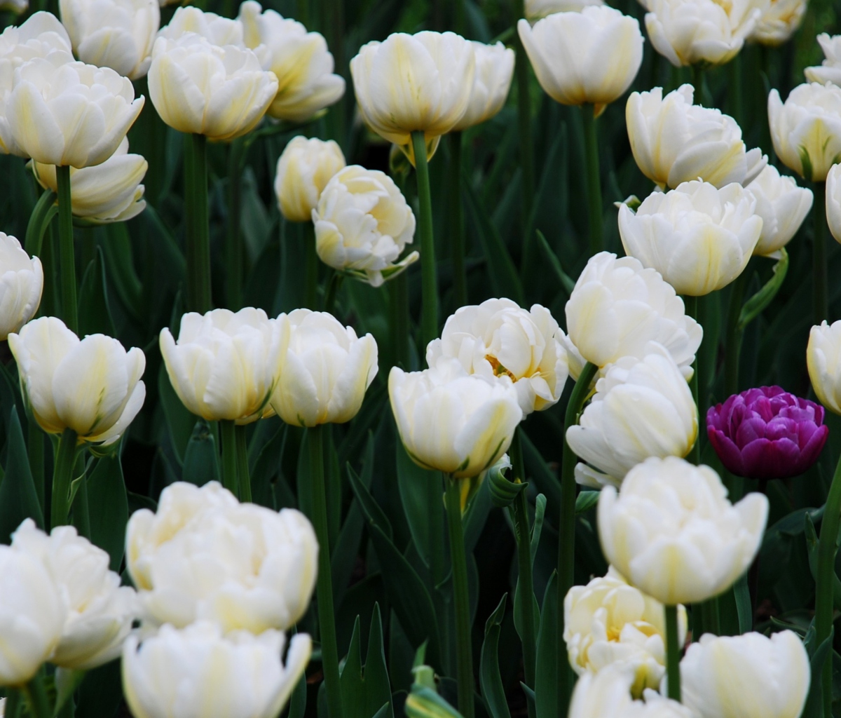 Screenshot №1 pro téma Field Of White Tulips 1200x1024
