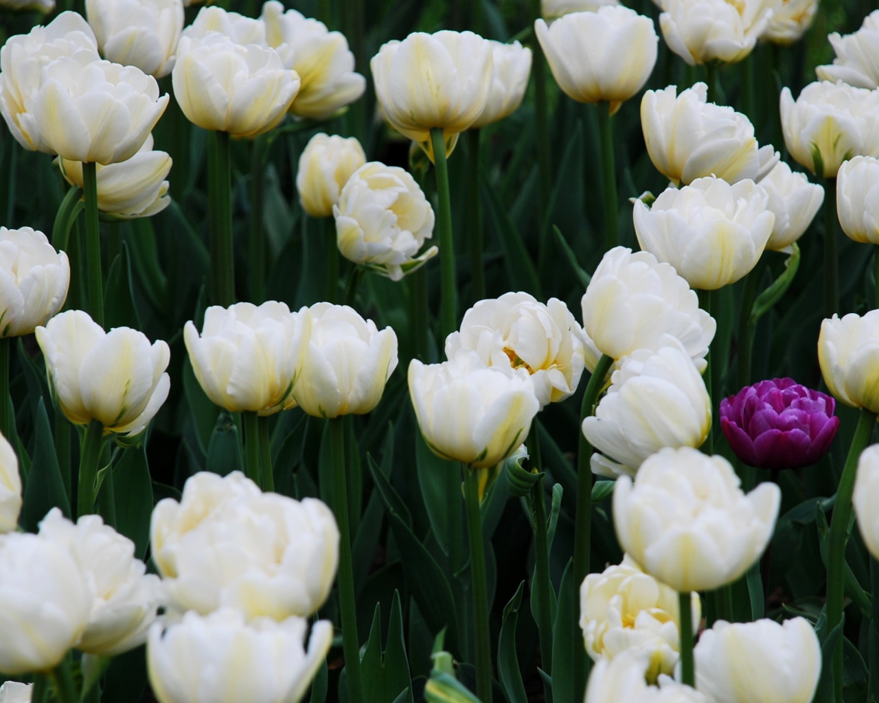 Sfondi Field Of White Tulips 1280x1024