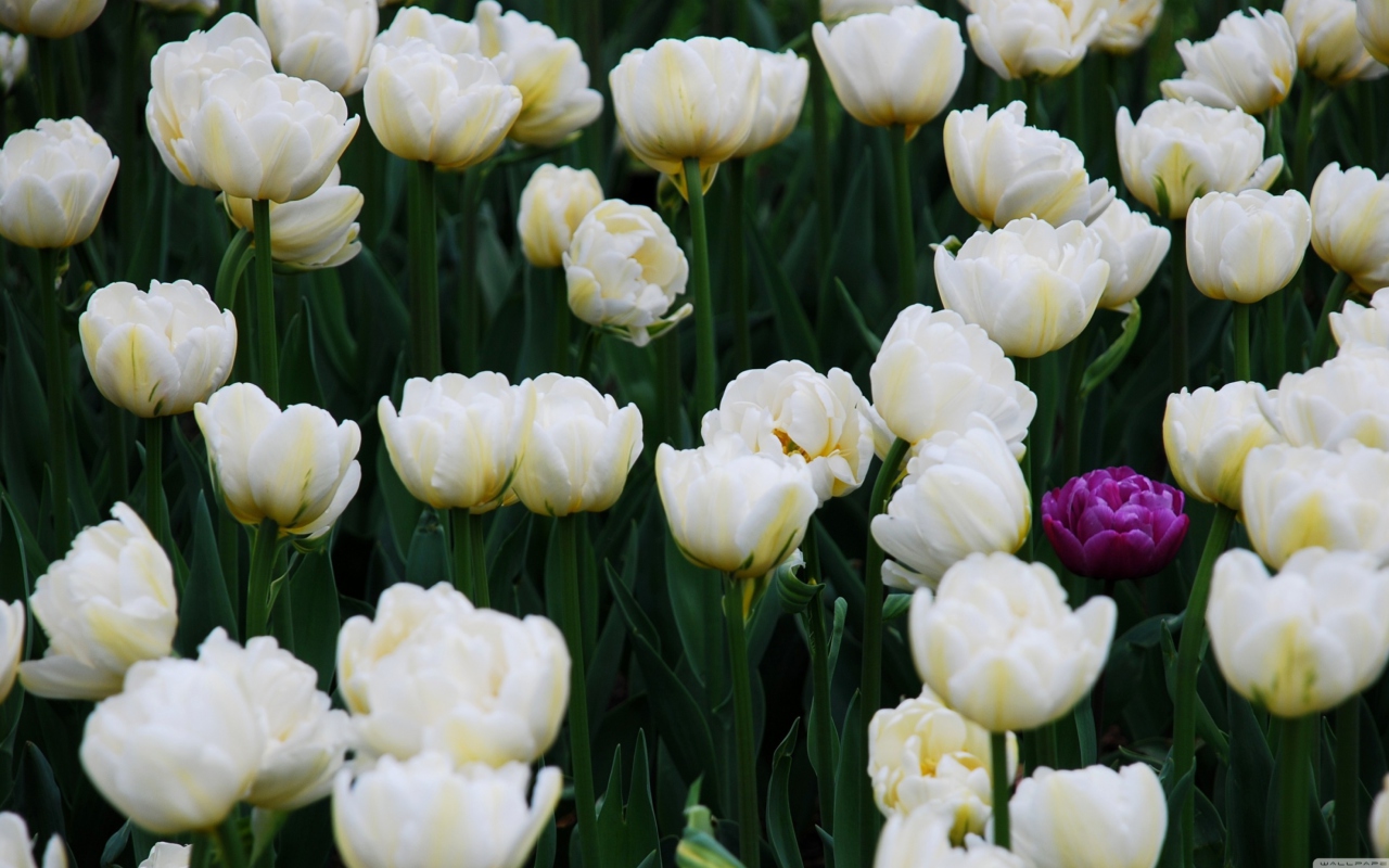 Fondo de pantalla Field Of White Tulips 1280x800