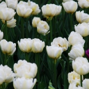 Field Of White Tulips screenshot #1 128x128
