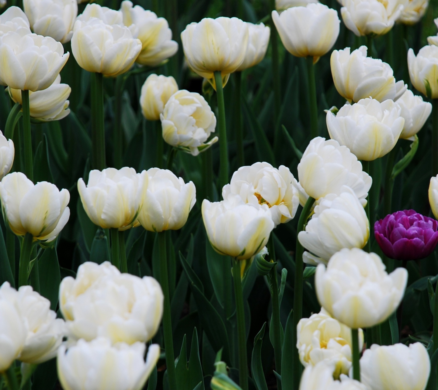 Fondo de pantalla Field Of White Tulips 1440x1280