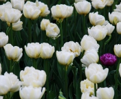 Field Of White Tulips screenshot #1 176x144