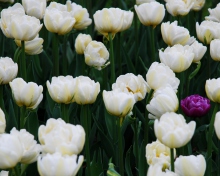 Fondo de pantalla Field Of White Tulips 220x176