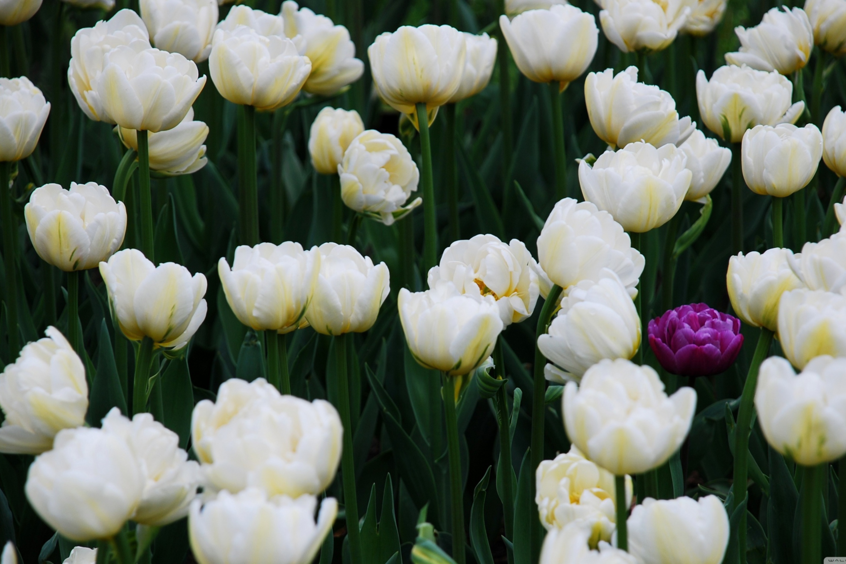 Обои Field Of White Tulips 2880x1920