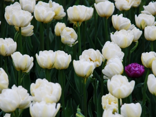Fondo de pantalla Field Of White Tulips 320x240