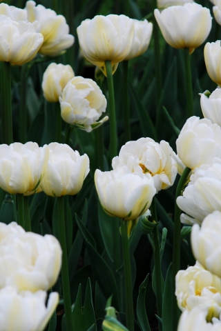 Field Of White Tulips wallpaper 320x480