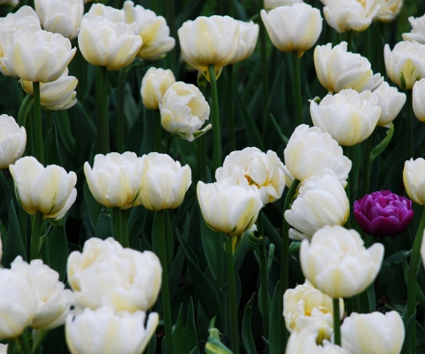 Field Of White Tulips wallpaper 480x400