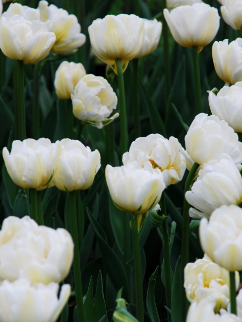 Fondo de pantalla Field Of White Tulips 480x640