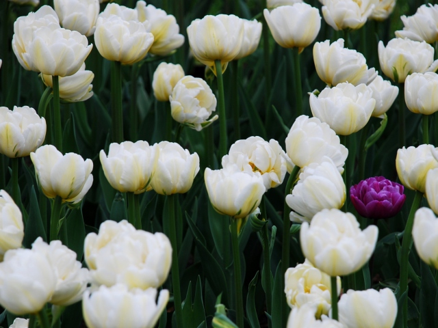 Sfondi Field Of White Tulips 640x480