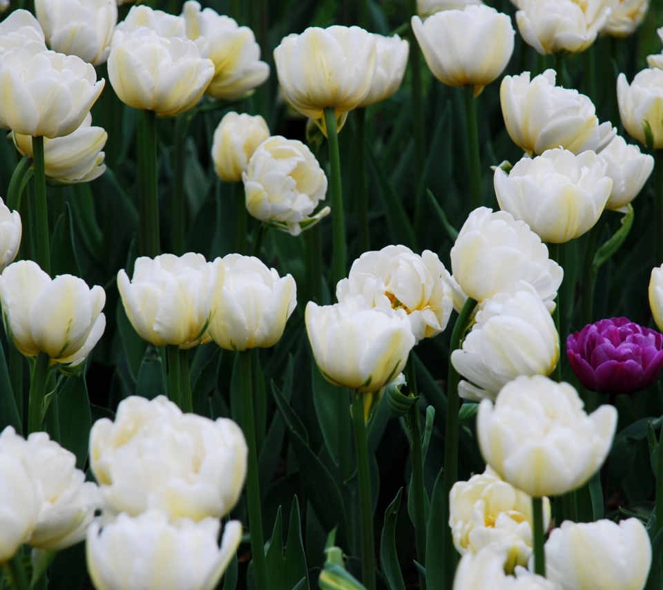 Обои Field Of White Tulips 960x854