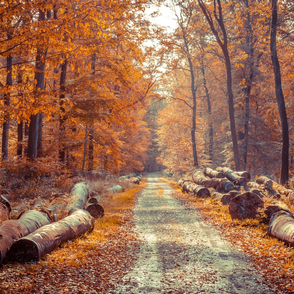 Das Road in the wild autumn forest Wallpaper 1024x1024