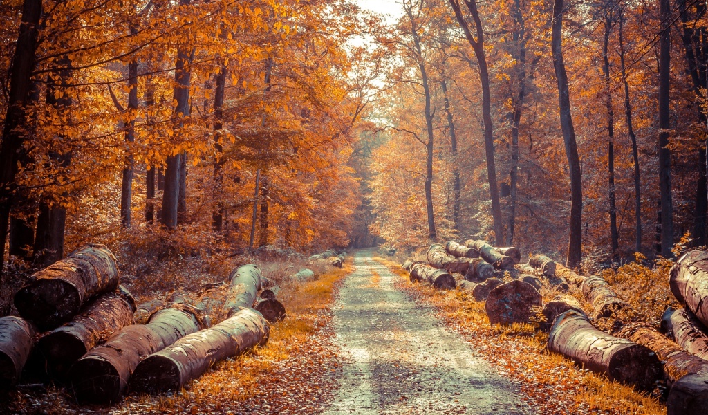 Road in the wild autumn forest wallpaper 1024x600