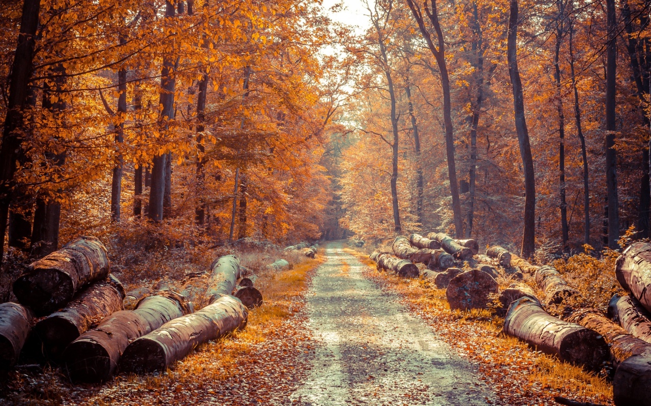 Road in the wild autumn forest wallpaper 1280x800