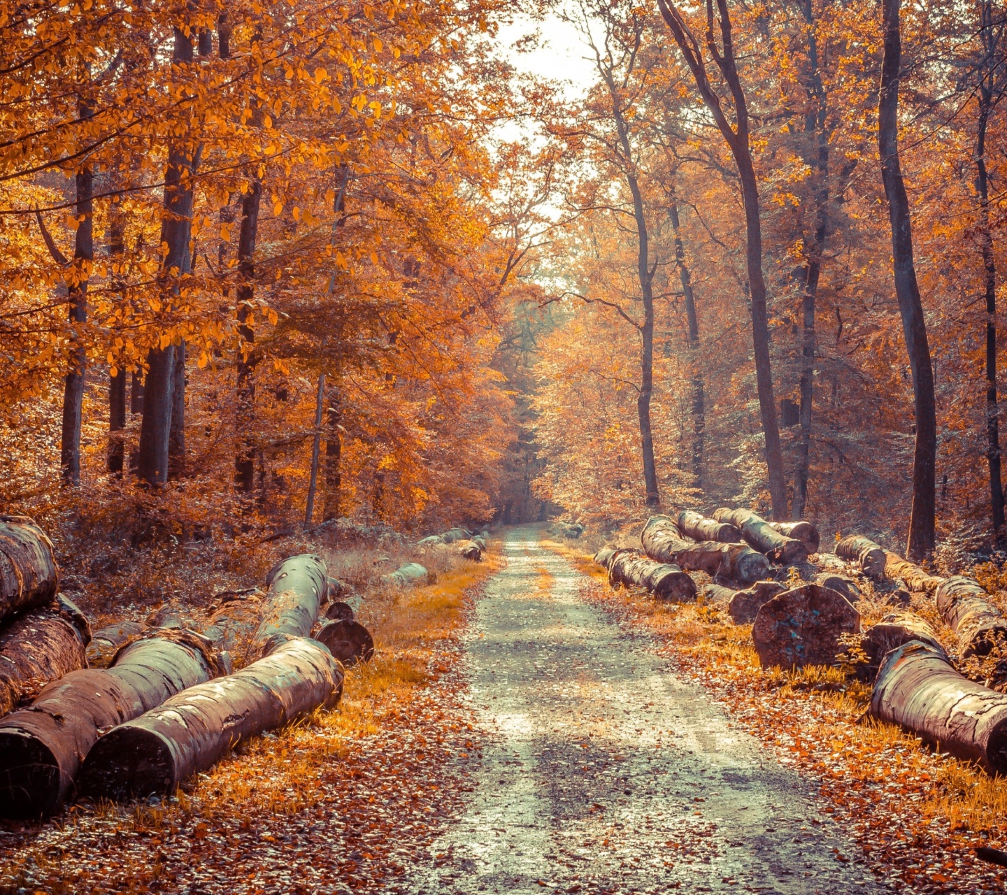 Road in the wild autumn forest wallpaper 1440x1280