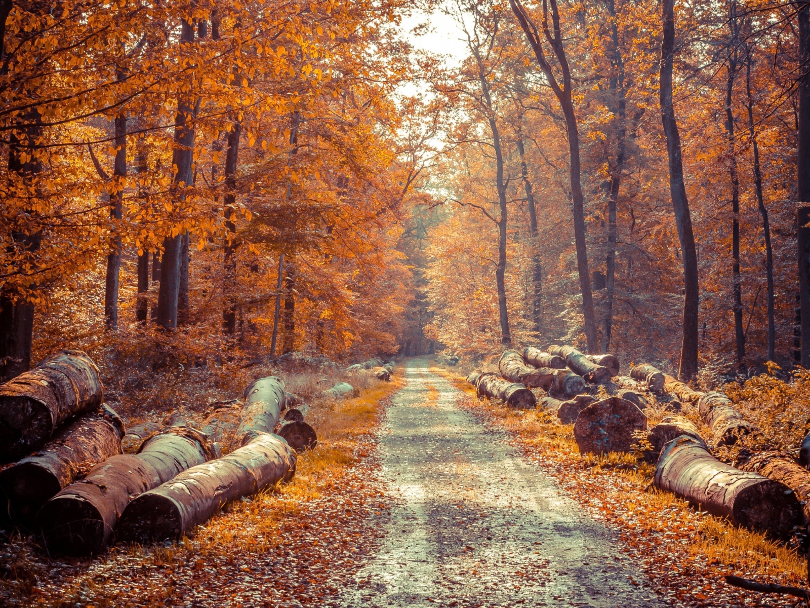 Road in the wild autumn forest wallpaper 1600x1200