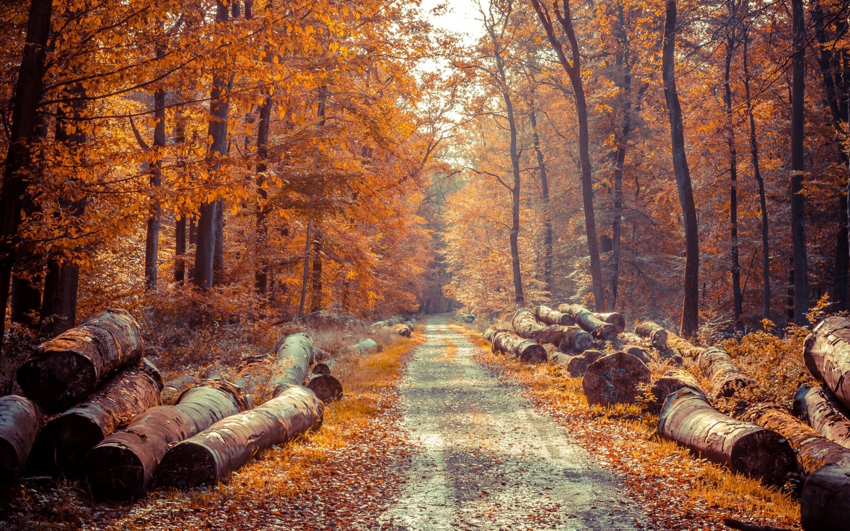 Road in the wild autumn forest wallpaper 1680x1050