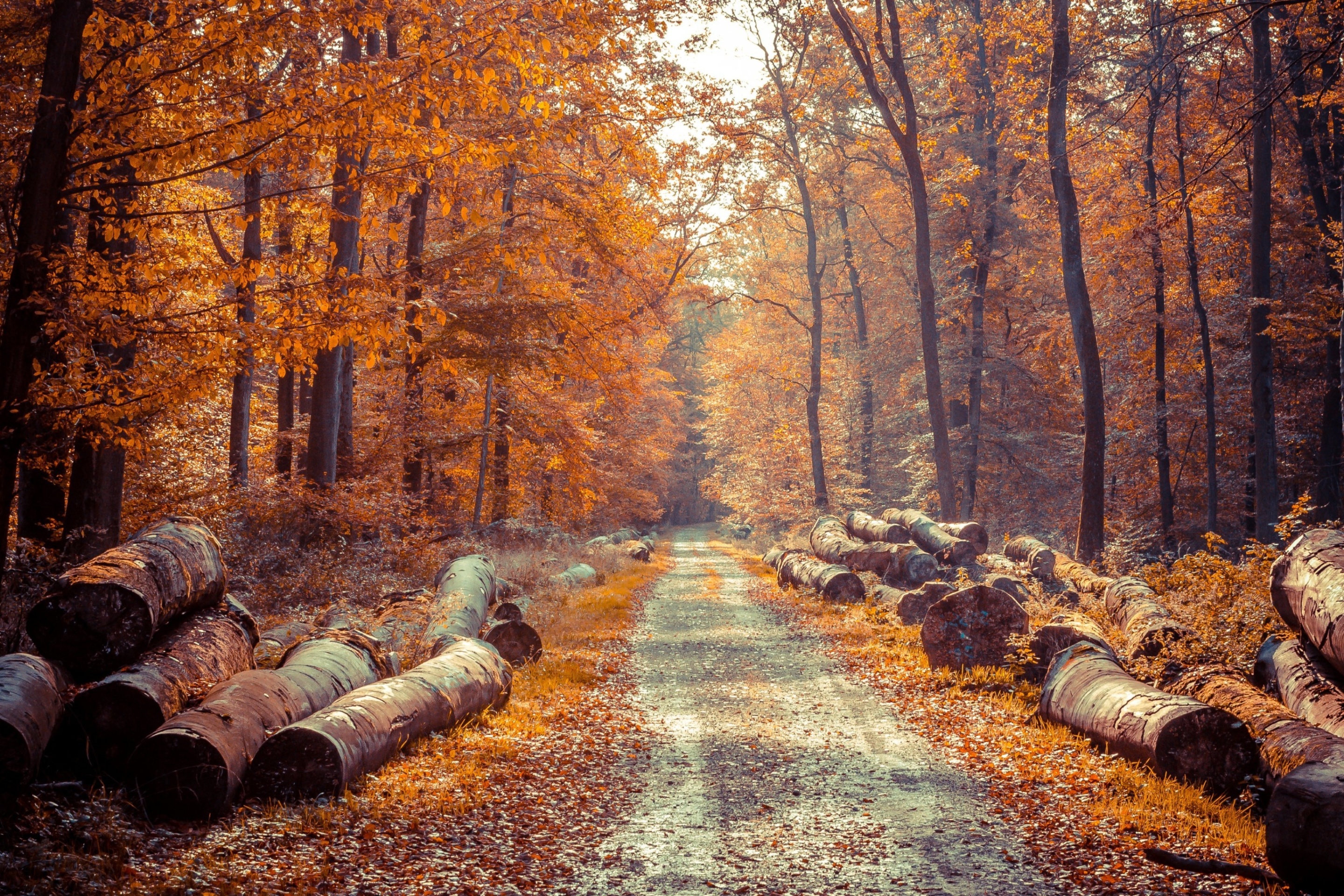 Das Road in the wild autumn forest Wallpaper 2880x1920