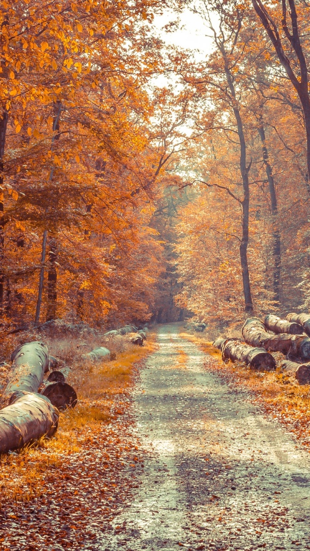 Road in the wild autumn forest wallpaper 640x1136