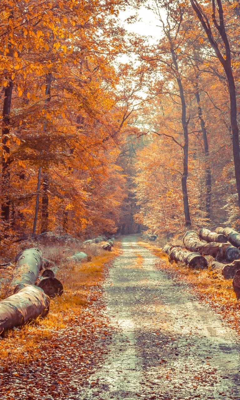 Обои Road in the wild autumn forest 768x1280