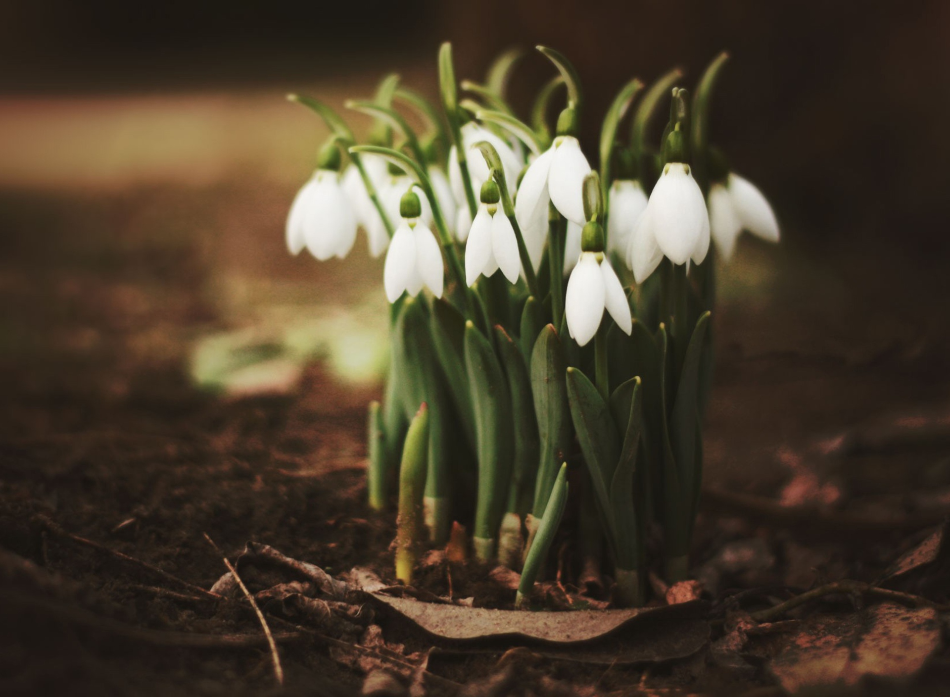 Обои Spring Snowdrops 1920x1408