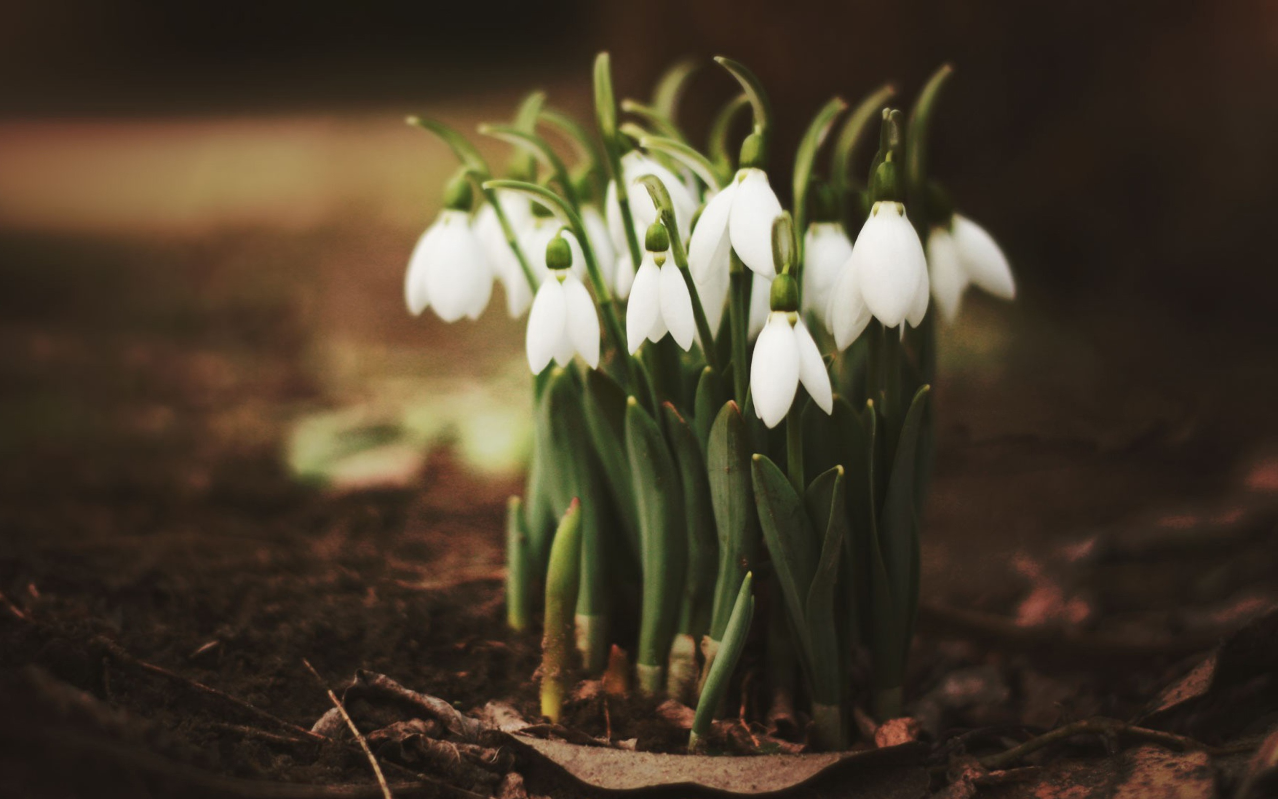 Sfondi Spring Snowdrops 2560x1600