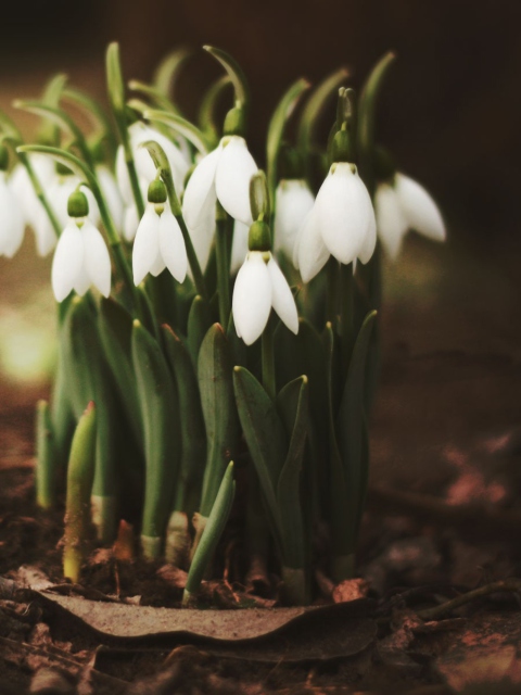 Screenshot №1 pro téma Spring Snowdrops 480x640