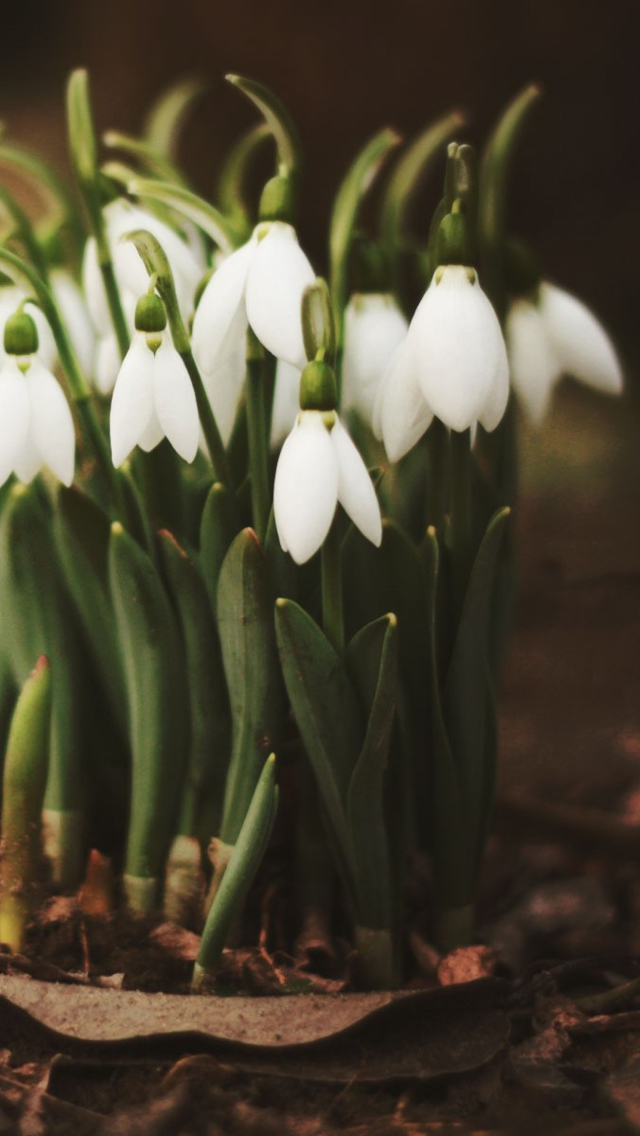 Spring Snowdrops screenshot #1 640x1136