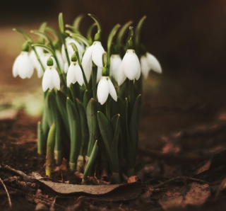 Spring Snowdrops sfondi gratuiti per iPad 3