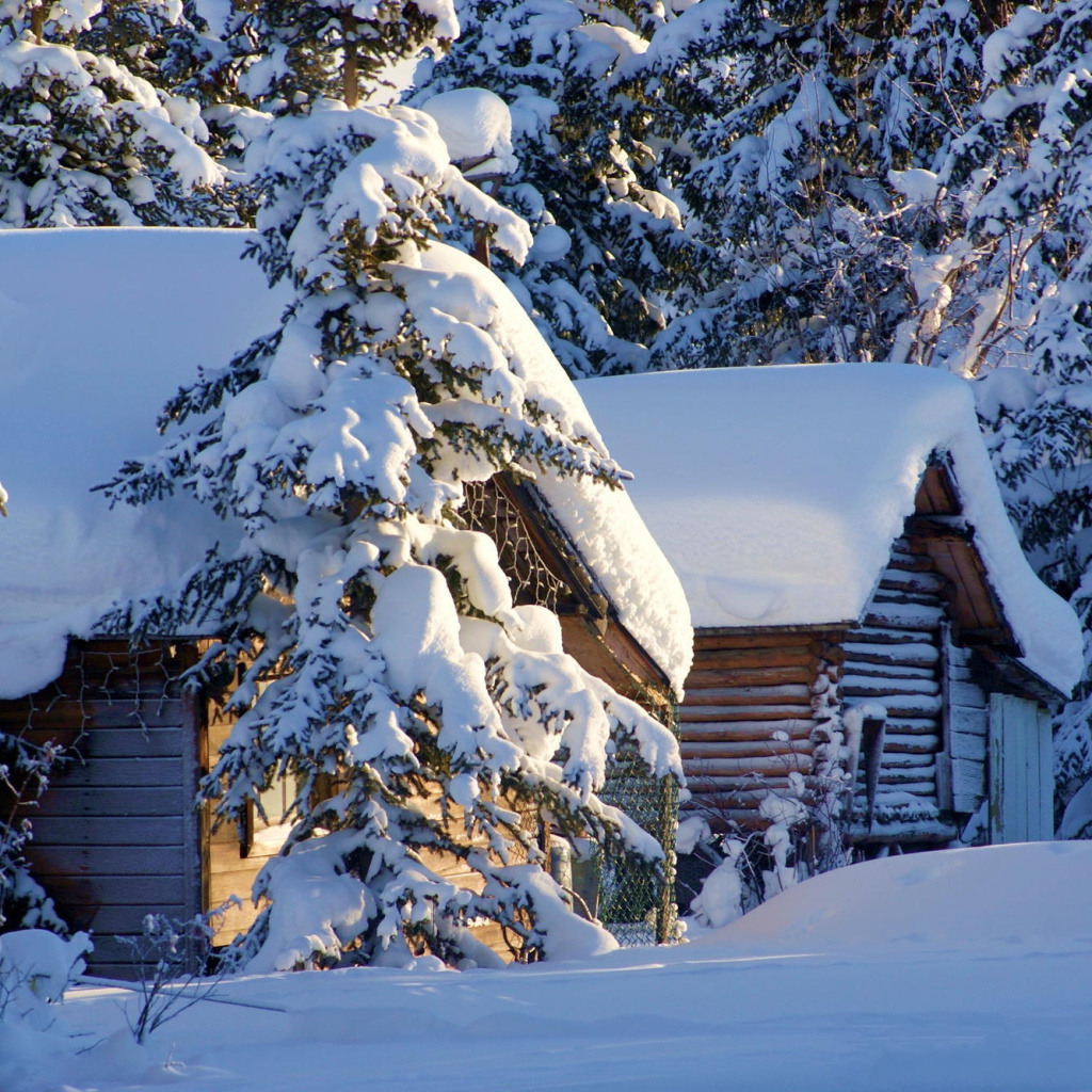 Fondo de pantalla Spruce In Snow 1024x1024