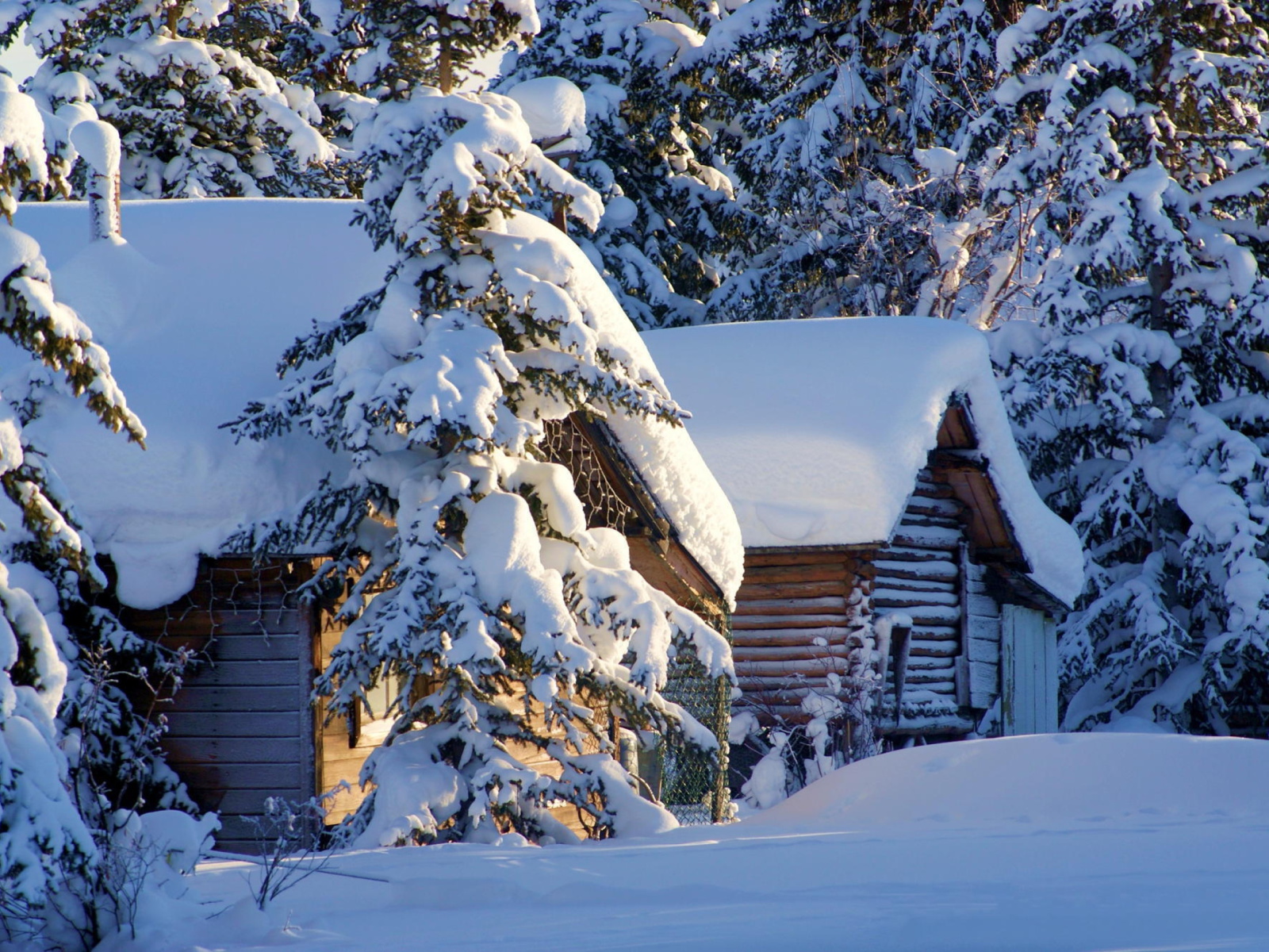 Spruce In Snow wallpaper 1600x1200