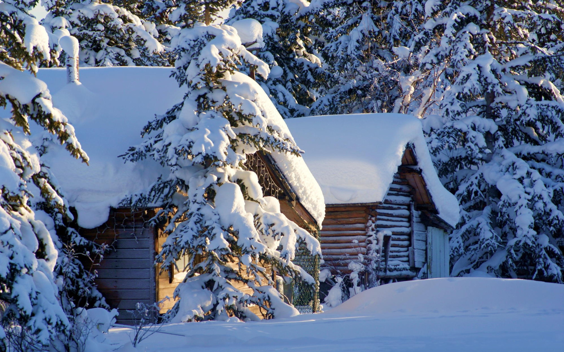 Spruce In Snow wallpaper 1920x1200