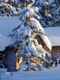 Das Spruce In Snow Wallpaper 240x320