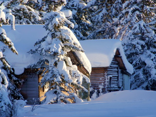 Spruce In Snow screenshot #1 320x240