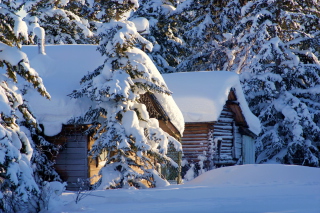 Spruce In Snow - Obrázkek zdarma 