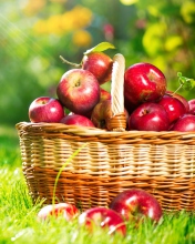 Sfondi Red Apples In Basket 176x220