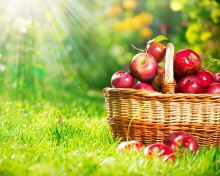 Обои Red Apples In Basket 220x176
