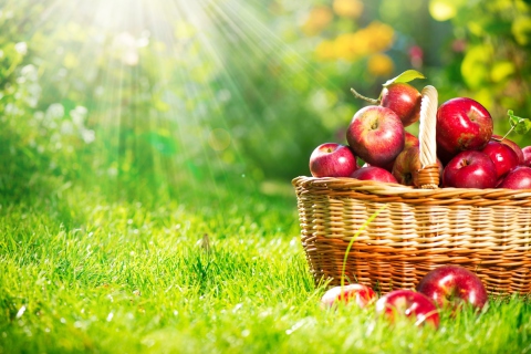 Обои Red Apples In Basket 480x320