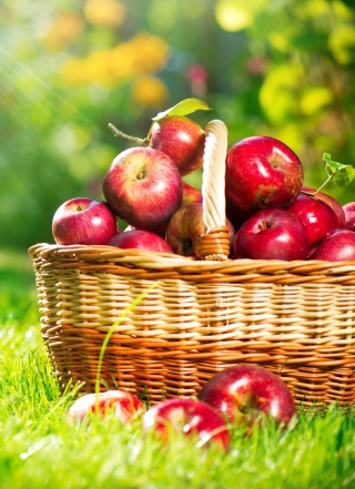 Red Apples In Basket - Obrázkek zdarma pro 768x1280