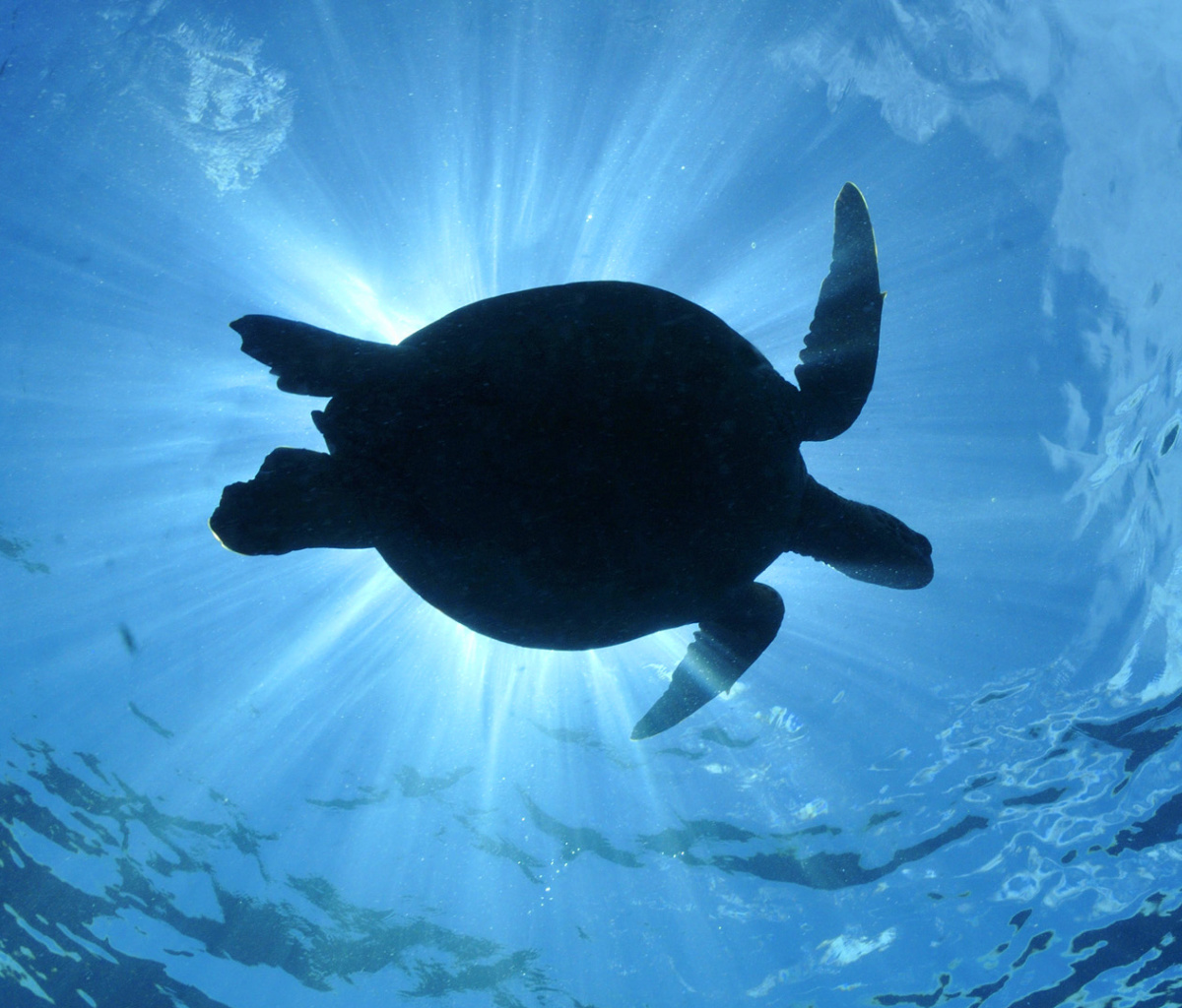 Das Turtle near Maldives Wallpaper 1200x1024