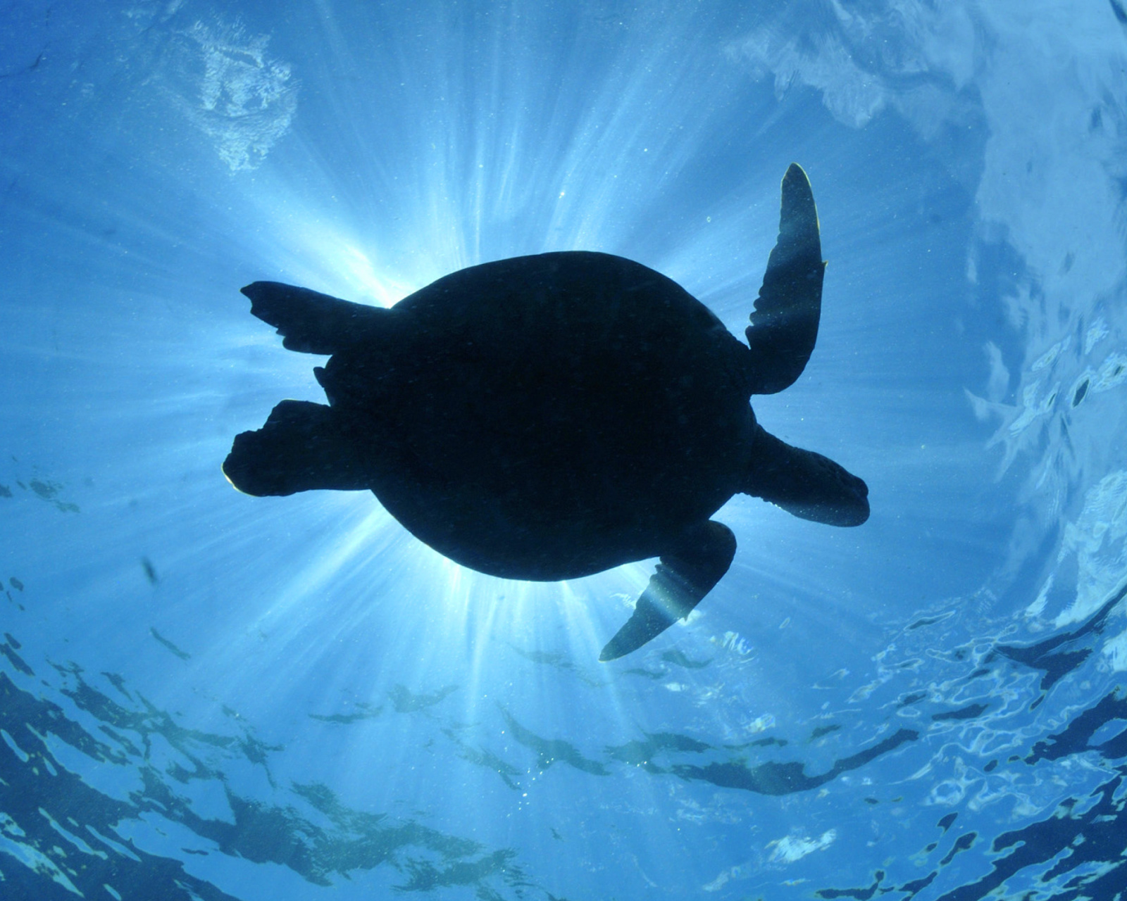 Turtle near Maldives wallpaper 1600x1280