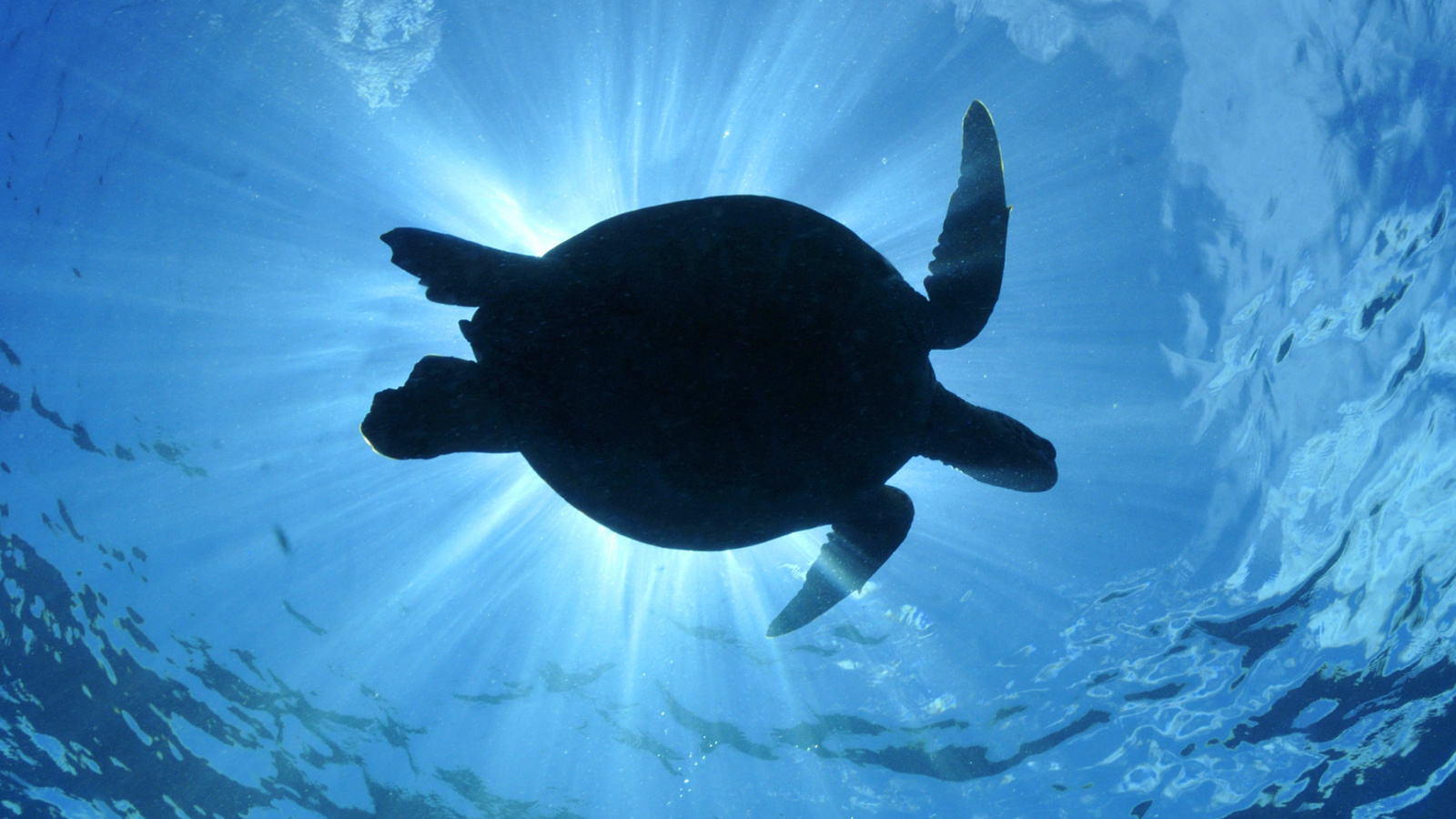 Turtle near Maldives wallpaper 1600x900