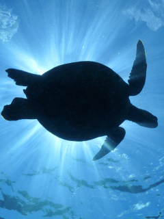Turtle near Maldives screenshot #1 240x320
