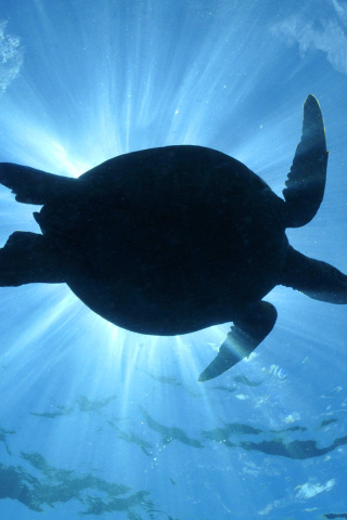 Turtle near Maldives wallpaper 320x480