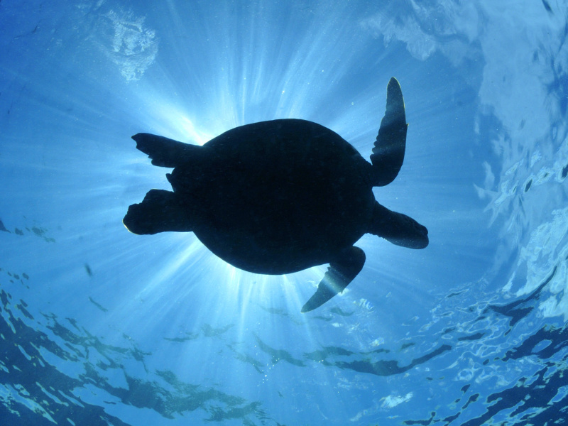 Turtle near Maldives wallpaper 800x600