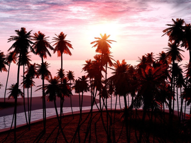 Fondo de pantalla Jungle Sunset 640x480