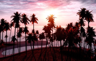 Jungle Sunset Background for Android, iPhone and iPad