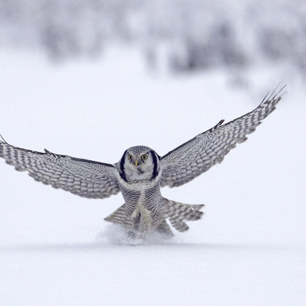 Fondo de pantalla Snow Owl 1024x1024