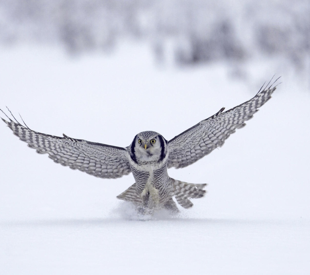 Fondo de pantalla Snow Owl 1080x960