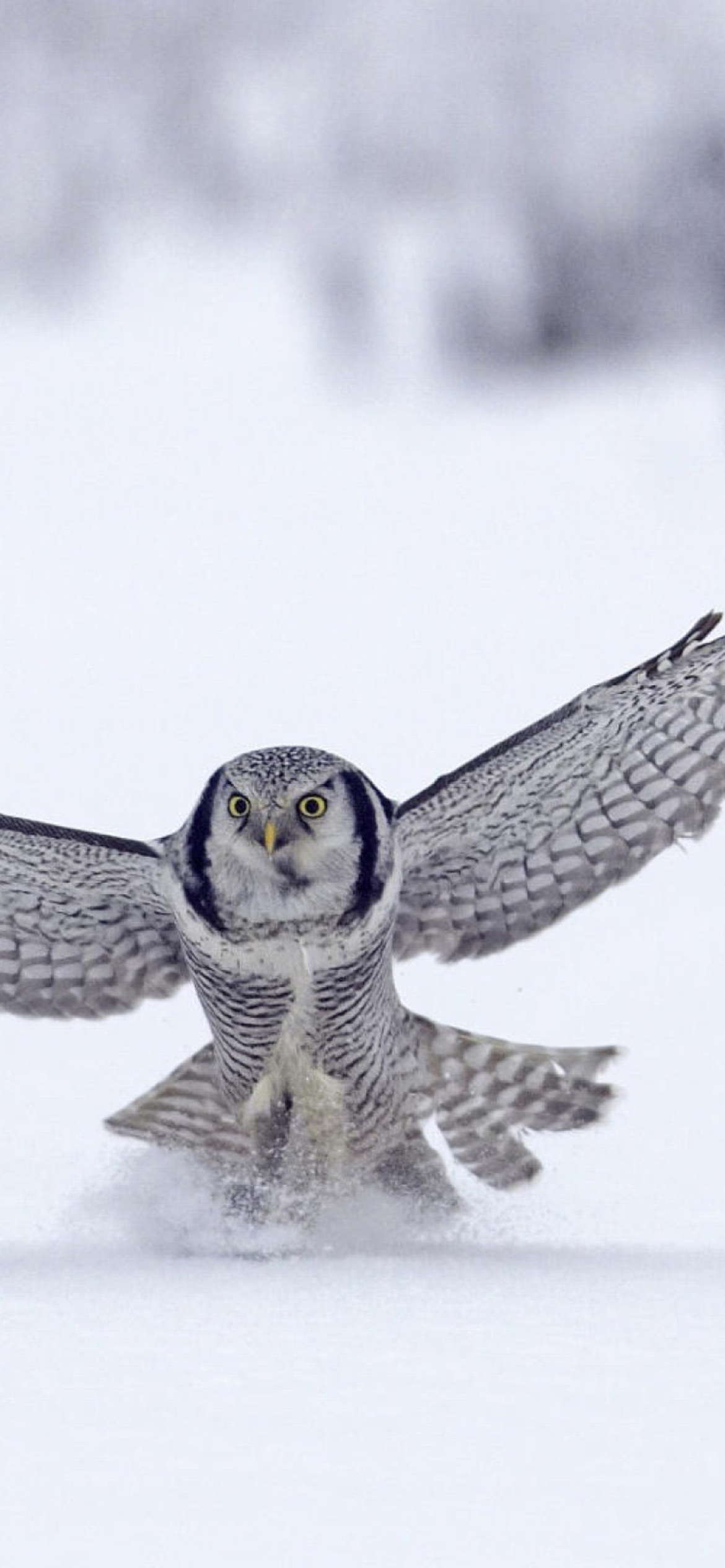 Обои Snow Owl 1170x2532
